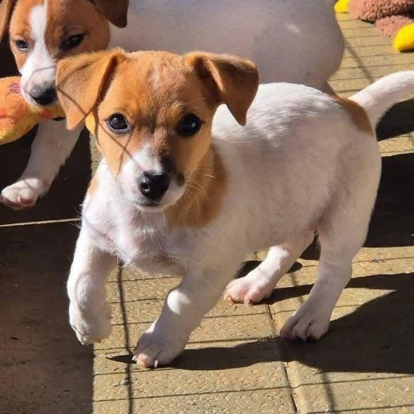Jack Russell cuccioli maschio e femmina | Foto 0