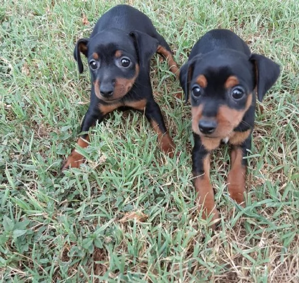 Pinscher Mini cuccioli maschio e femmina