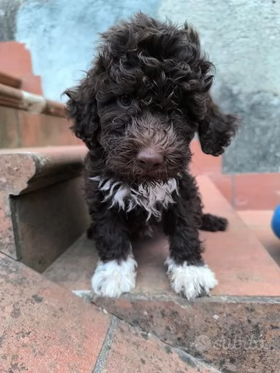 Romagnolo cuccioli maschio e femmina | Foto 0