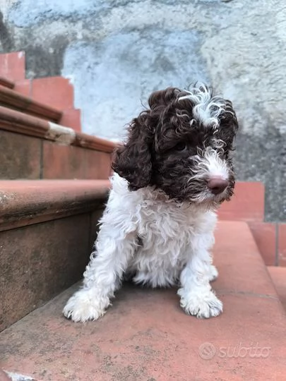 Romagnolo cuccioli maschio e femmina