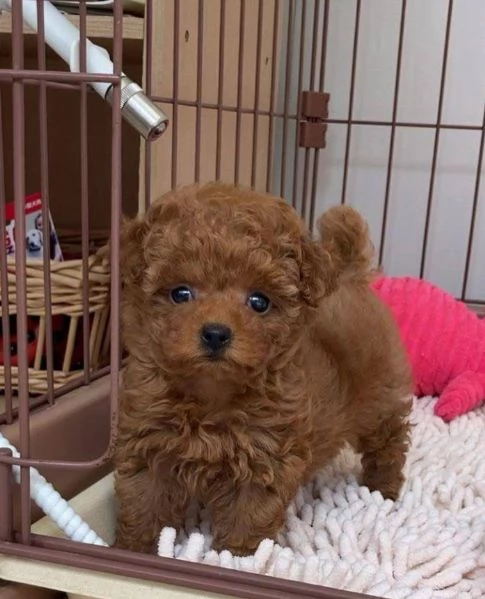 Barboncino Toy cuccioli maschio e femmina | Foto 0