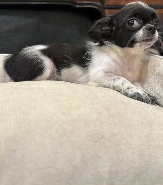 Chihuahua femmina nera Bianca cuccioli maschio e femmina | Foto 0