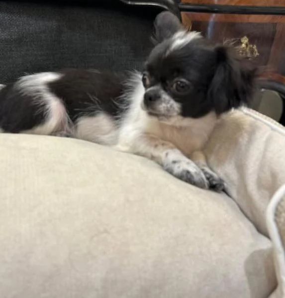 Chihuahua femmina nera Bianca cuccioli maschio e femmina