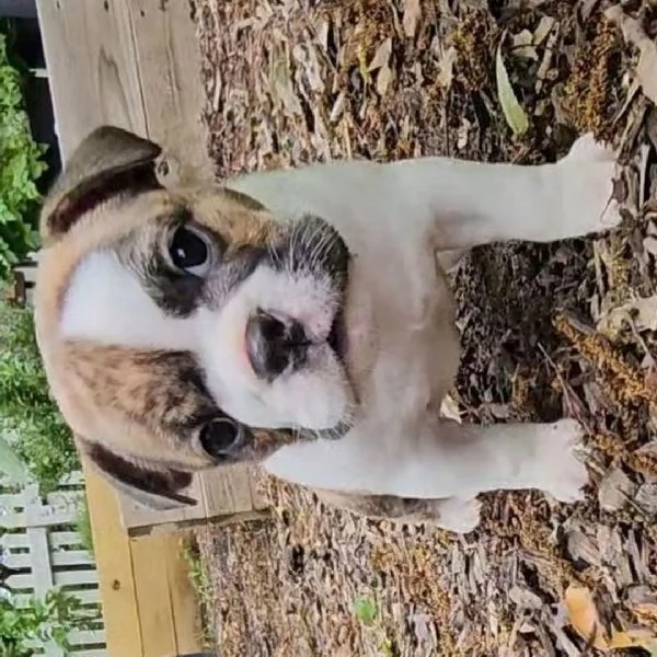 Offerta di adozione maschio e femmina    BULLDOG INGLESE | Foto 0