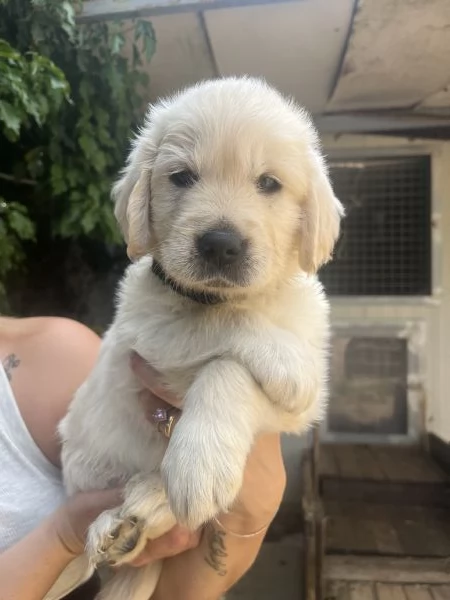 Cuccioli di golden Retriever con pedigree  | Foto 6