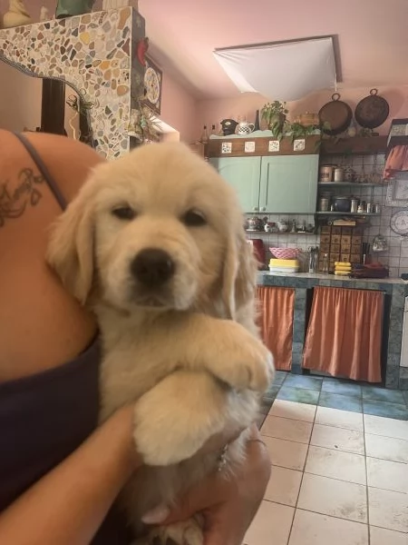 Cuccioli di golden Retriever con pedigree  | Foto 5