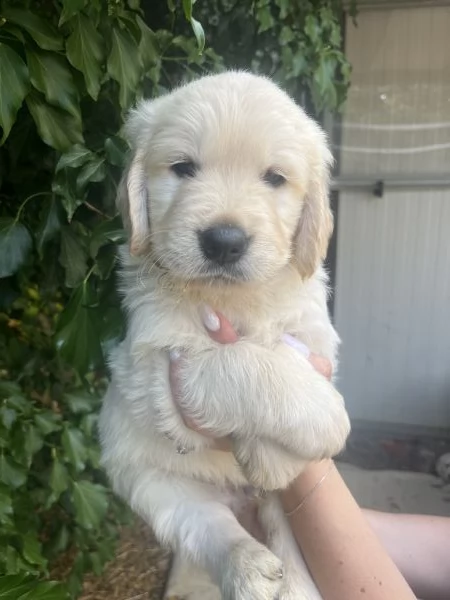 Cuccioli di golden Retriever con pedigree  | Foto 4