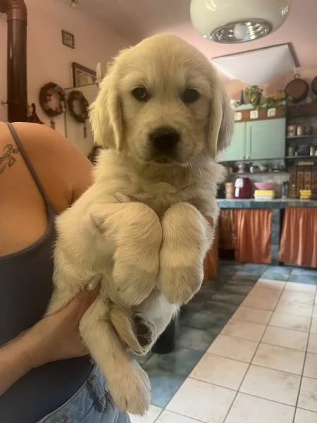 Cuccioli di golden Retriever con pedigree  | Foto 3