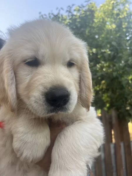 Cuccioli di golden Retriever con pedigree  | Foto 2