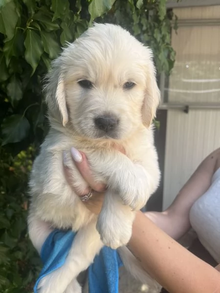 Cuccioli di golden Retriever con pedigree  | Foto 1