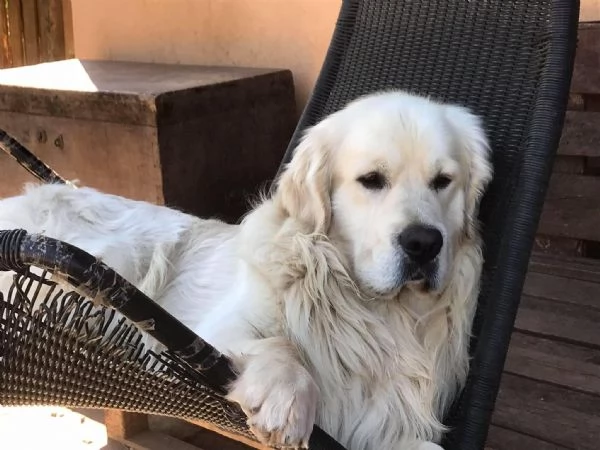 Cuccioli di golden Retriever con pedigree  | Foto 0