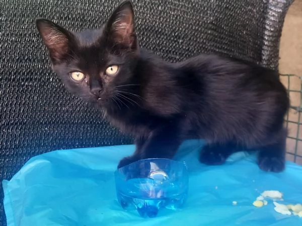 Gattina nera cerca adozione