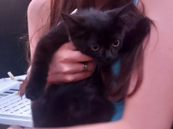 Gattina nera cerca adozione | Foto 0