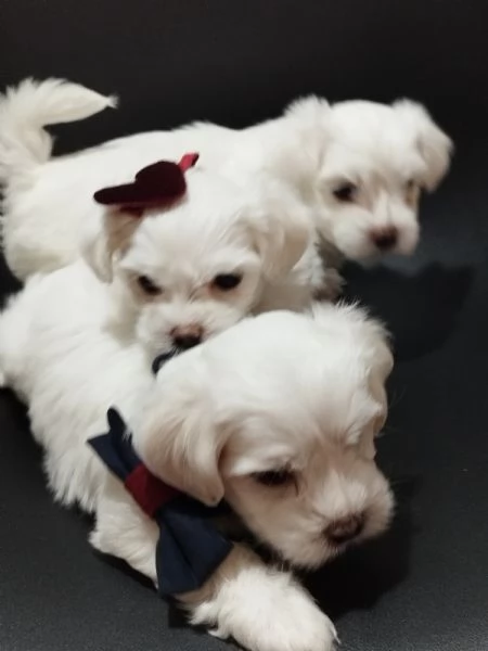 Cuccioli bichon maltese | Foto 1