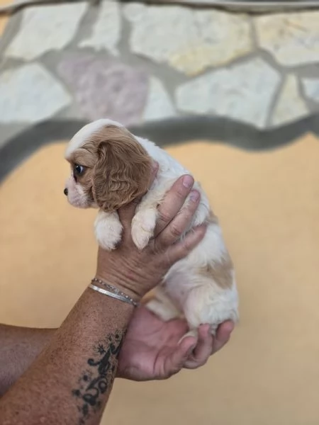Femminuccia cavalier king  | Foto 0