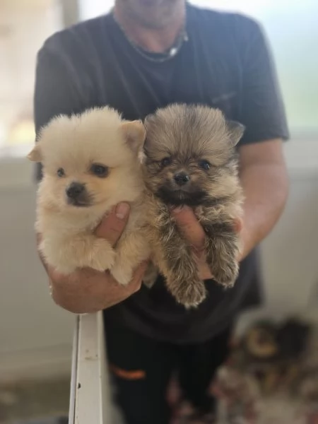 SPITZ DI  POMERANIA 