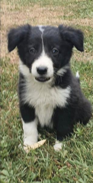  BORDER COLLIE  | Foto 0