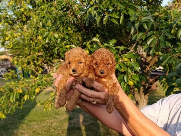 Barboncino Toy Rosso  Bellissimi Cuccioli in Vendita | Foto 6