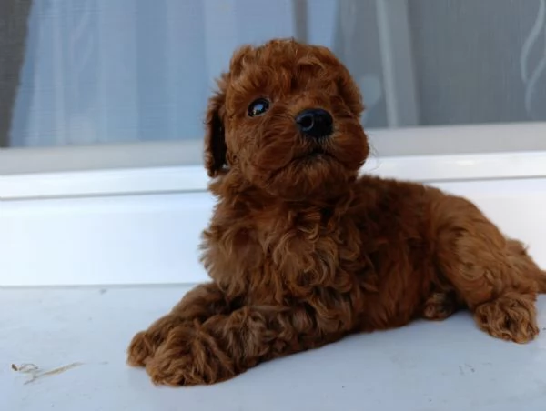 Barboncino Toy Rosso  Bellissimi Cuccioli in Vendita | Foto 5