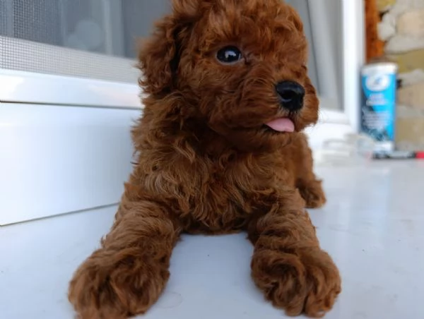 Barboncino Toy Rosso  Bellissimi Cuccioli in Vendita | Foto 4