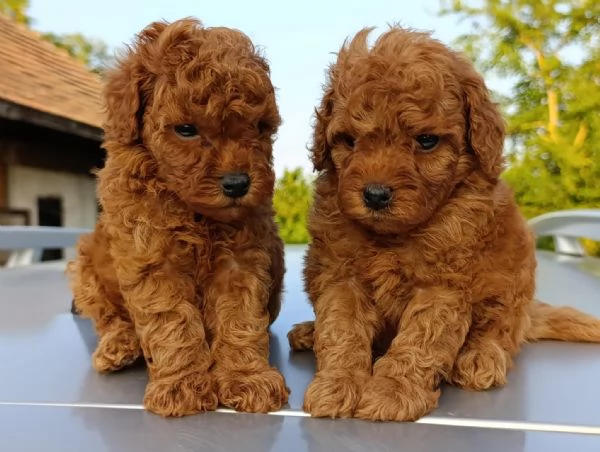 Barboncino Toy Rosso  Bellissimi Cuccioli in Vendita | Foto 3