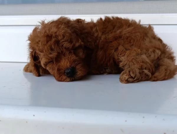 Barboncino Toy Rosso  Bellissimi Cuccioli in Vendita | Foto 2