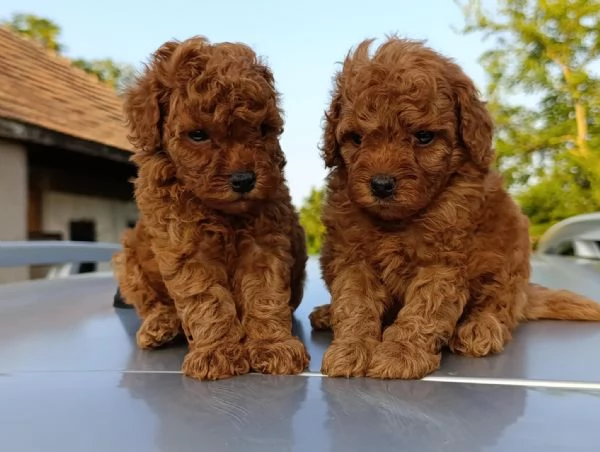 Barboncino Toy Rosso  Bellissimi Cuccioli in Vendita