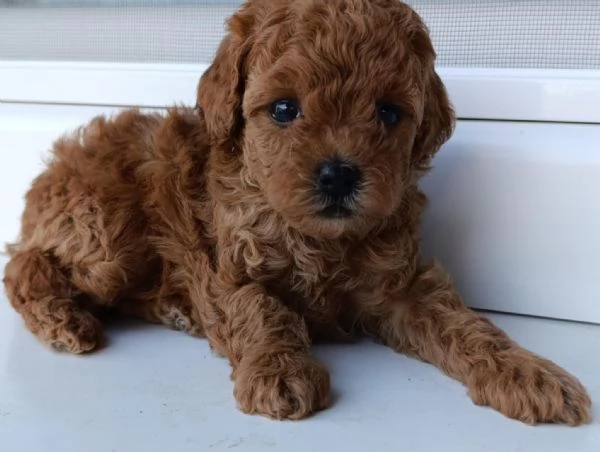 Barboncino Toy Rosso  Bellissimi Cuccioli in Vendita | Foto 1