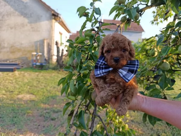 Barboncino Toy Rosso  Bellissimi Cuccioli in Vendita | Foto 0