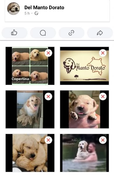 Cuccioli di golden retriever linea inglese 