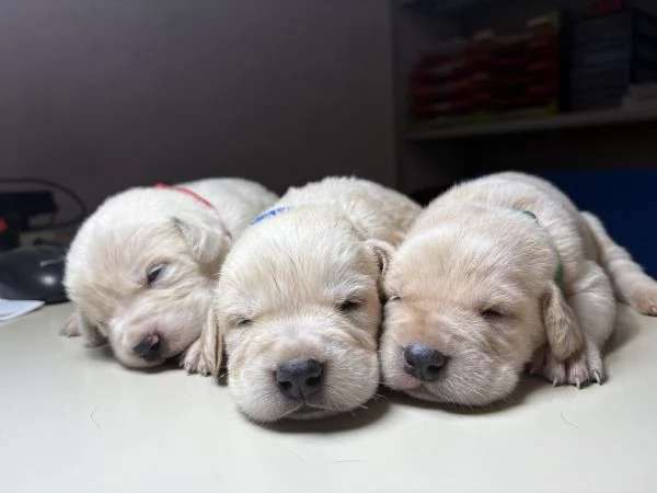 Cuccioli incrocio corsomaremmano in adozione 