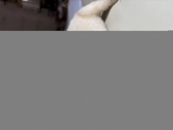 Cuccioli incrocio corsomaremmano in adozione  | Foto 3