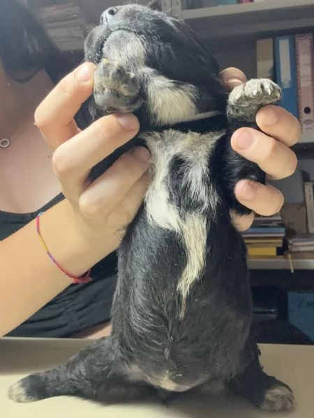 Cuccioli incrocio corsomaremmano in adozione  | Foto 2