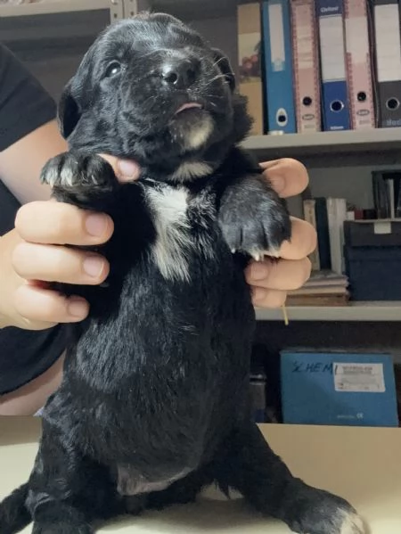 Cuccioli incrocio corsomaremmano in adozione  | Foto 1