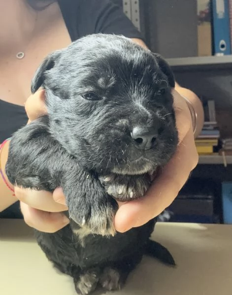 Cuccioli incrocio corsomaremmano in adozione  | Foto 0