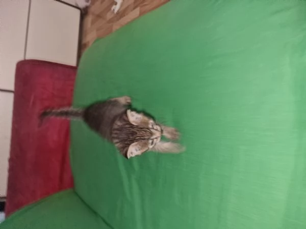 regalo bellissimi gattini
