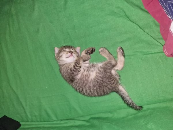 regalo bellissimi gattini | Foto 4