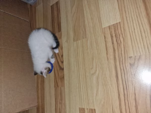 regalo bellissimi gattini | Foto 3
