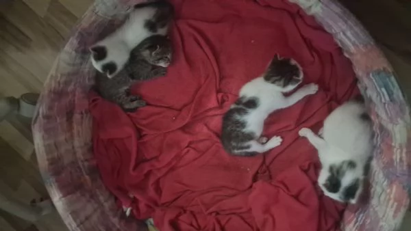 regalo bellissimi gattini | Foto 2