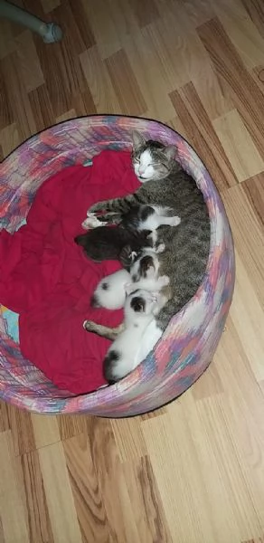 regalo bellissimi gattini | Foto 1
