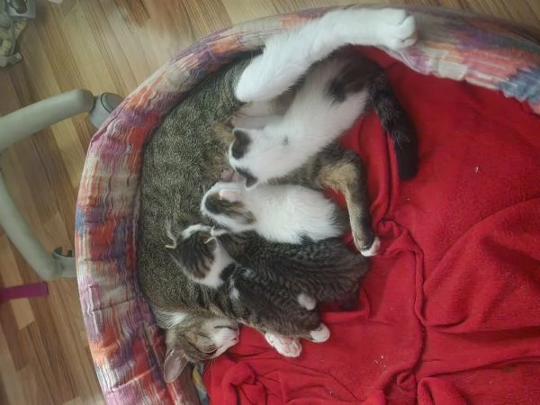 regalo bellissimi gattini | Foto 0