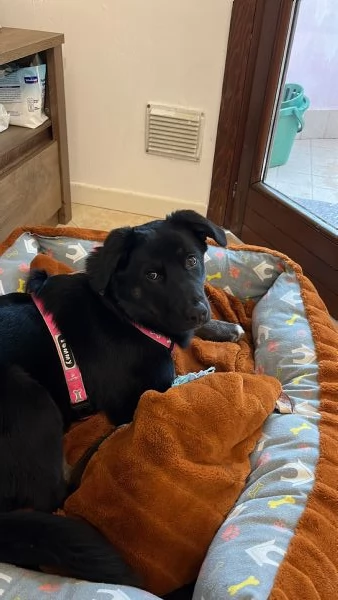 Cucciola di 8 mesi Amorevole e giocherellona