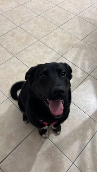Cucciola di 8 mesi Amorevole e giocherellona | Foto 3
