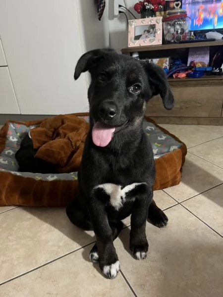 Cucciola di 8 mesi Amorevole e giocherellona | Foto 2