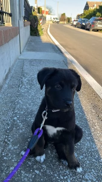 Cucciola di 8 mesi Amorevole e giocherellona | Foto 1