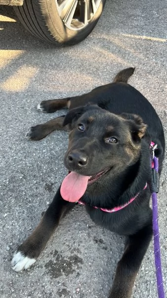 Cucciola di 8 mesi Amorevole e giocherellona | Foto 0
