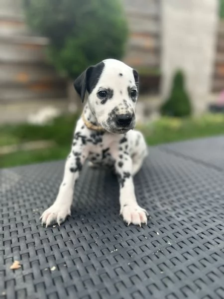 Cucciolo dalmata