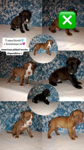 Cuccioli American Pitbull Terrier disponibili
