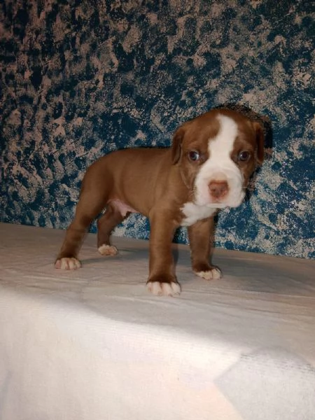 Cuccioli American Pitbull Terrier disponibili | Foto 5