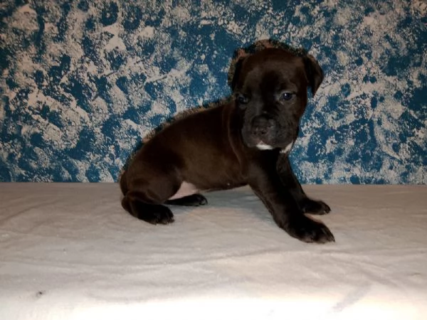 Cuccioli American Pitbull Terrier disponibili | Foto 4